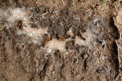 Apis mellifera capensis