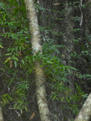 Lygodium reticulatum