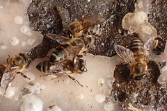 Apis mellifera capensis