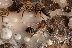 Apis mellifera capensis