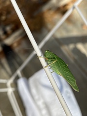 Microcentrum californicum