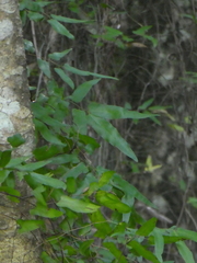 Lygodium reticulatum