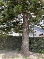 Apis mellifera capensis