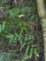 Lygodium reticulatum