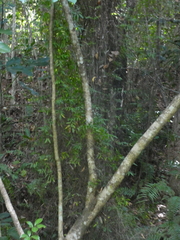 Lygodium reticulatum