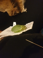 Cystosoma saundersii