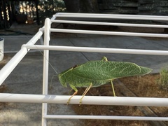 Microcentrum californicum