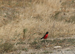 Laniarius atrococcineus