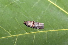 Trachonitis cristella