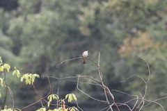 Pycnonotus xanthorrhous