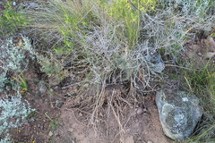 Asparagus mariae