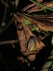 Piezodorus lituratus