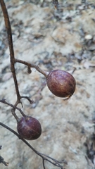 Commiphora