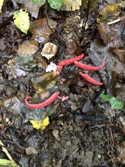 Clathrus archeri