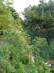 Azadirachta indica