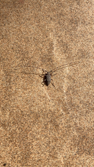 Acanthocinus aedilis