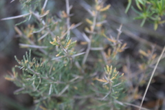 Asparagus mariae