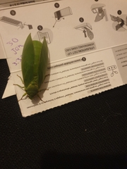 Cystosoma saundersii