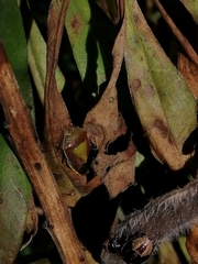 Piezodorus lituratus