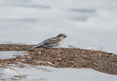 Plectrophenax nivalis