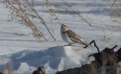 Plectrophenax nivalis