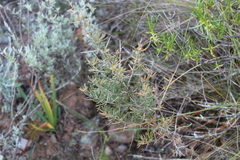 Asparagus mariae