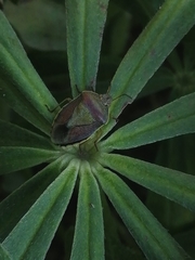 Piezodorus lituratus