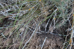 Asparagus mariae