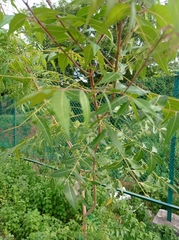 Azadirachta indica