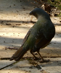 Ptilonorhynchus violaceus