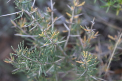 Asparagus mariae