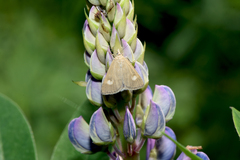 Udea alpinalis