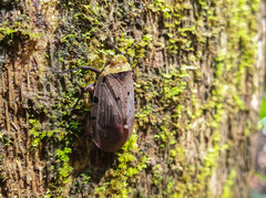 Penthicodes atomaria