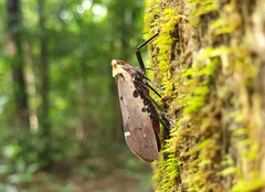 Penthicodes atomaria