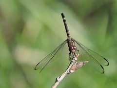 Dythemis sterilis