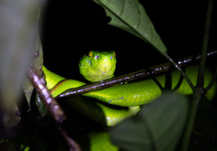 Trimeresurus albolabris