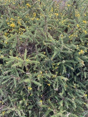 Ulex minor