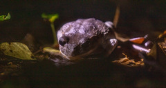 Leptobrachium