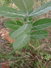 Calotropis
