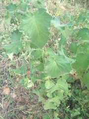 Mesosphaerum suaveolens