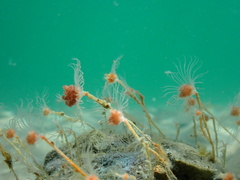 Ectopleura