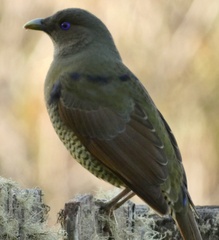 Ptilonorhynchus violaceus