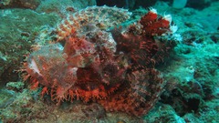 Scorpaenopsis oxycephalus