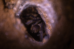 Selenocosmiinae