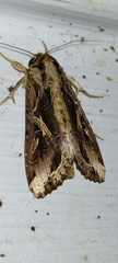 Spodoptera dolichos