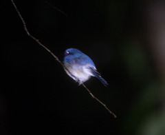 Cyornis hainanus
