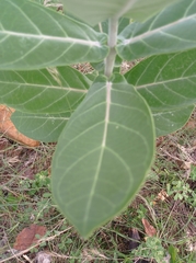 Calotropis