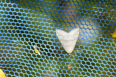 Udea nebulalis