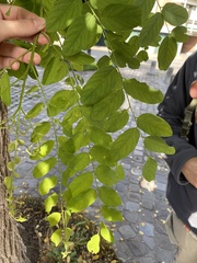 Robinia pseudoacacia