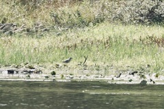 Pluvialis squatarola